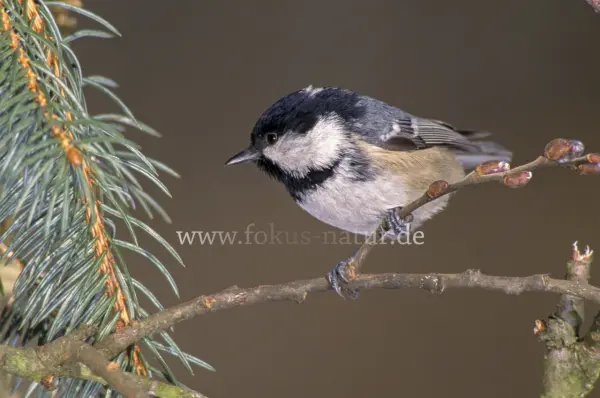 Fokus-Natur Bild