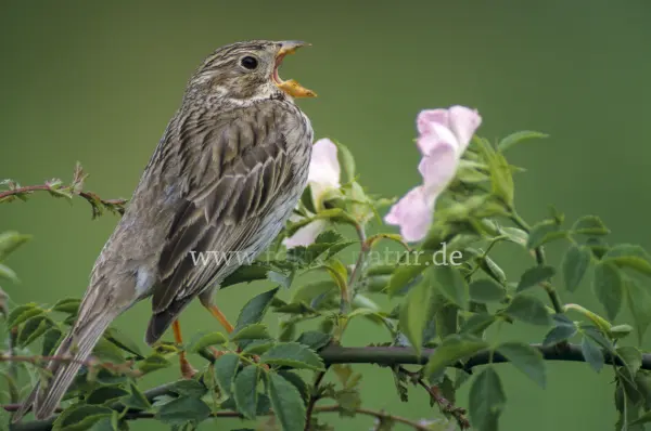 Fokus-Natur Bild