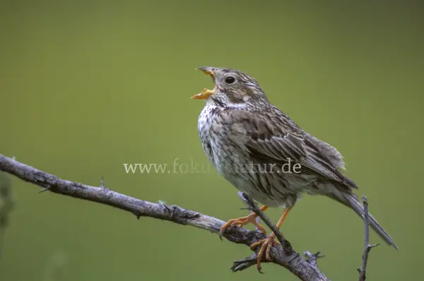 Fokus-Natur Bild
