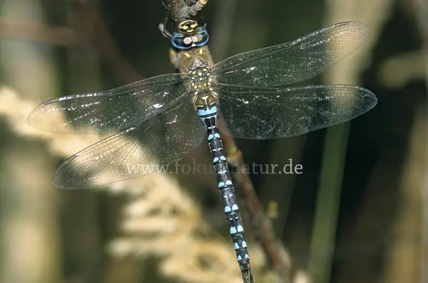 Fokus-Natur Bild