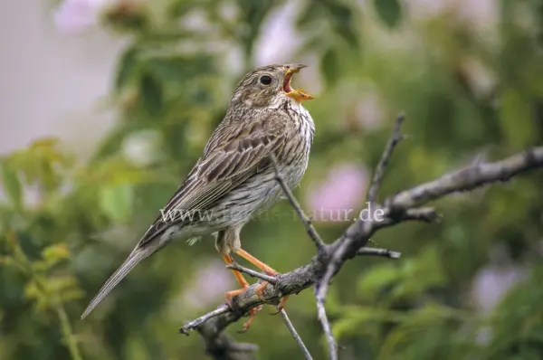Fokus-Natur Bild