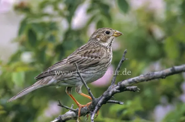 Fokus-Natur Bild