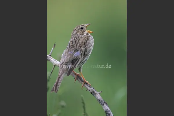 Fokus-Natur Bild