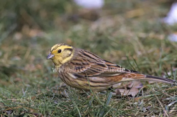 Fokus-Natur Bild