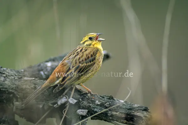 Fokus-Natur Bild