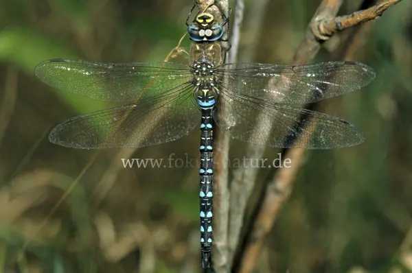 Fokus-Natur Bild