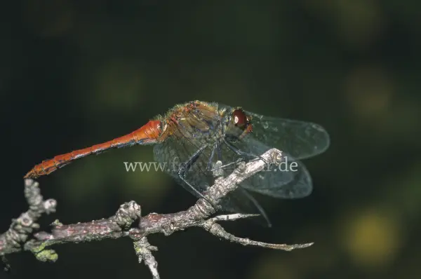 Fokus-Natur Bild