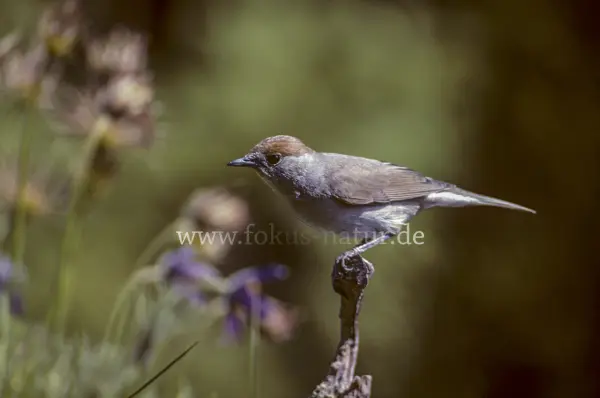 Fokus-Natur Bild
