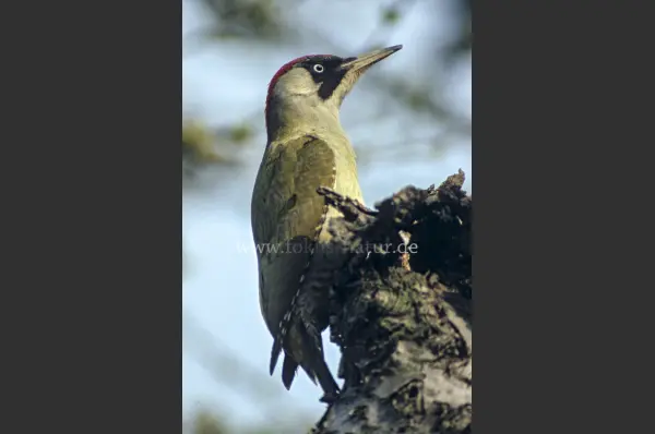 Fokus-Natur Bild