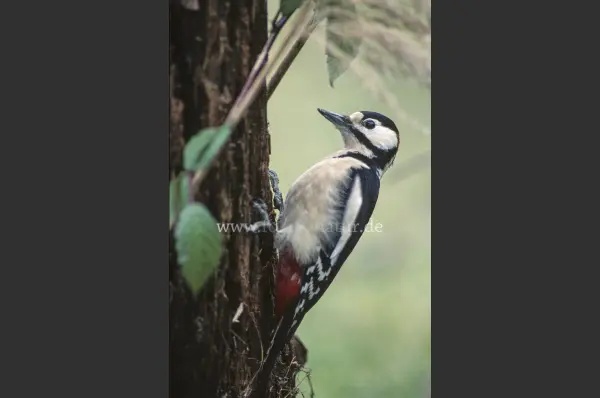 Fokus-Natur Bild