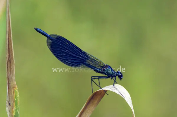 Fokus-Natur Bild