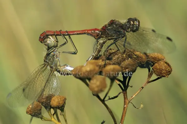 Fokus-Natur Bild