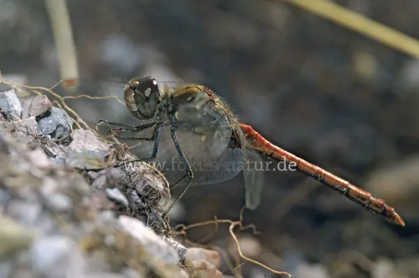 Fokus-Natur Bild