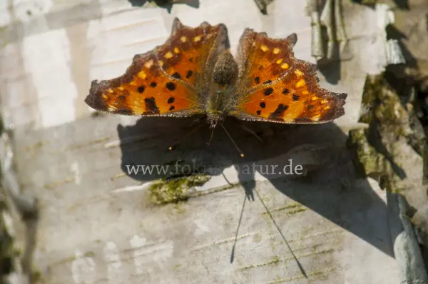 Fokus-Natur Bild