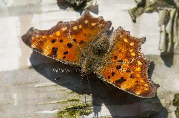 Fokus-Natur Bild