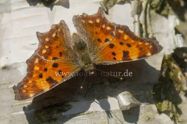 Fokus-Natur Bild