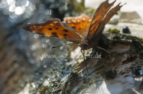 Fokus-Natur Bild