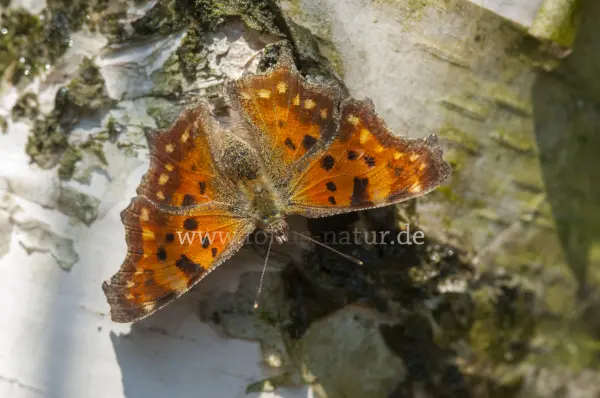 Fokus-Natur Bild