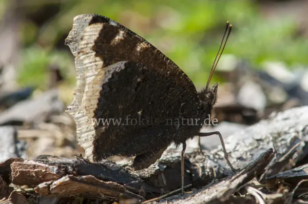 Fokus-Natur Bild