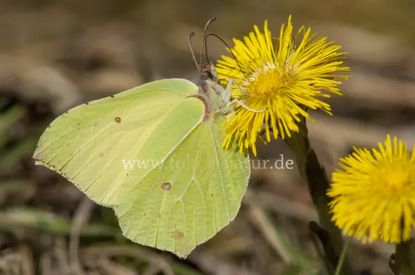 Fokus-Natur Bild