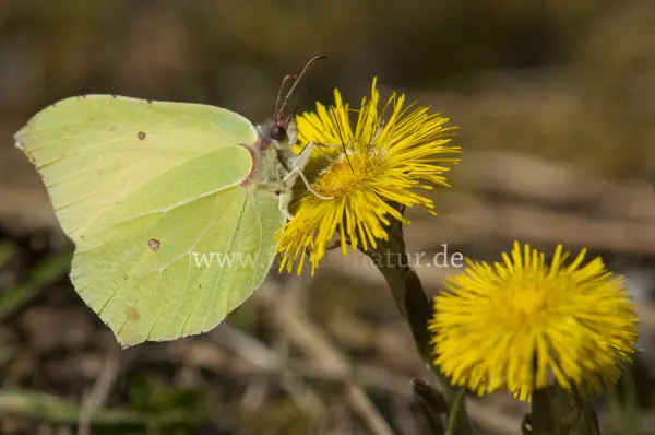 Fokus-Natur Bild