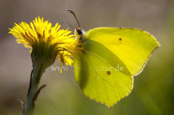 Fokus-Natur Bild