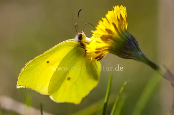 Fokus-Natur Bild