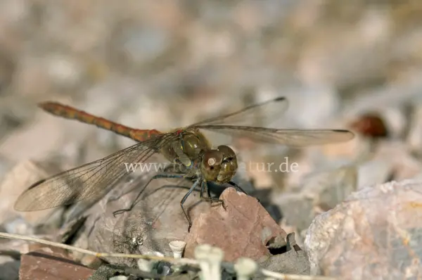 Fokus-Natur Bild