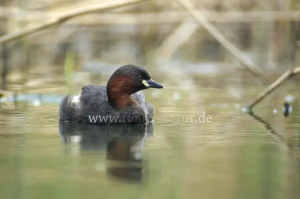 Fokus-Natur Bild