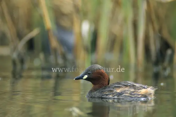 Fokus-Natur Bild
