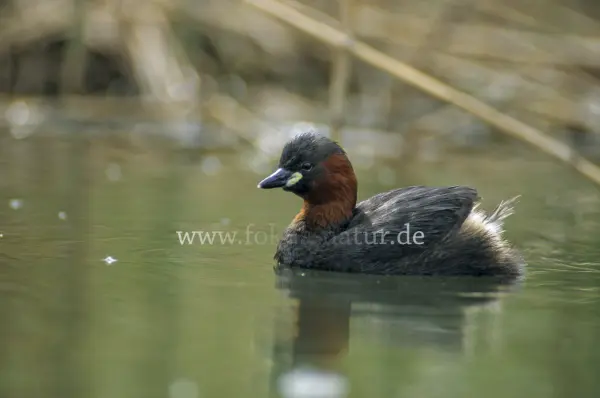 Fokus-Natur Bild