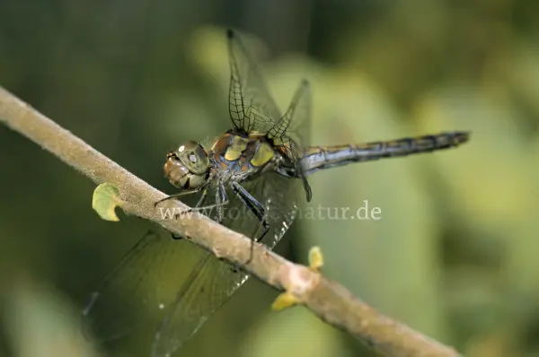 Fokus-Natur Bild