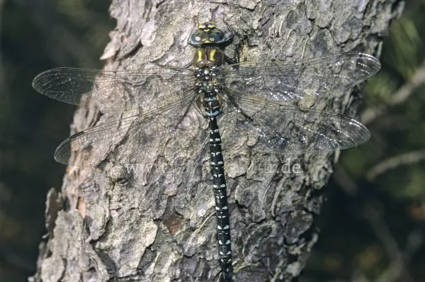 Fokus-Natur Bild