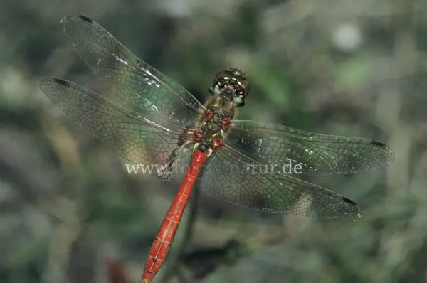 Fokus-Natur Bild