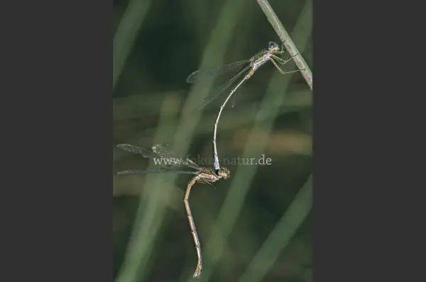 Fokus-Natur Bild