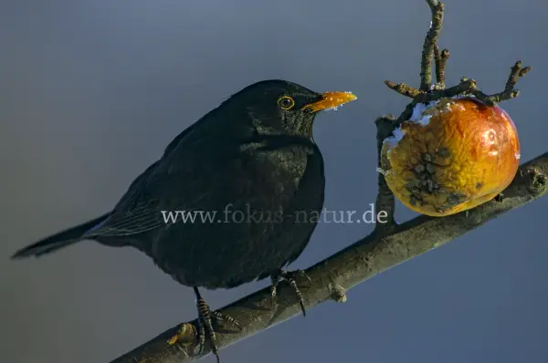 Fokus-Natur Bild