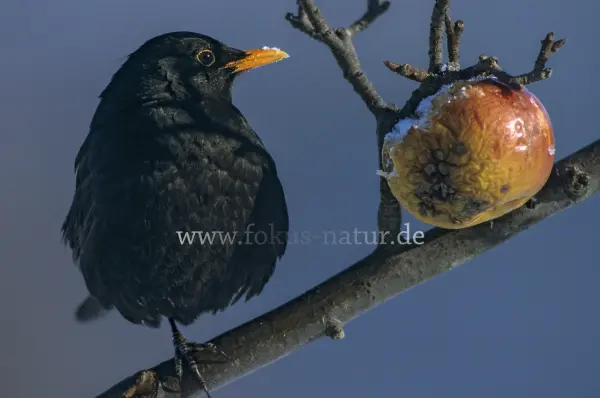 Fokus-Natur Bild