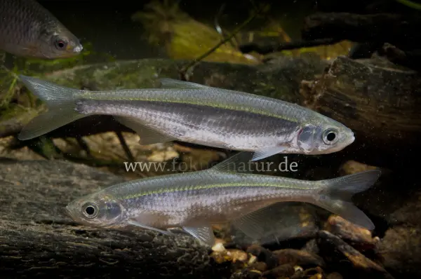 Fokus-Natur Bild