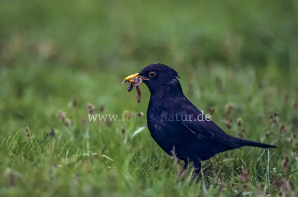 Fokus-Natur Bild