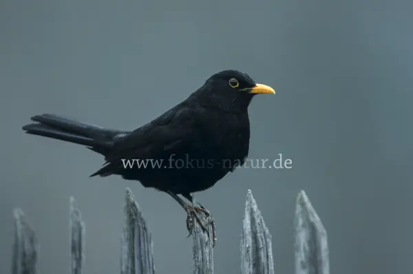 Fokus-Natur Bild