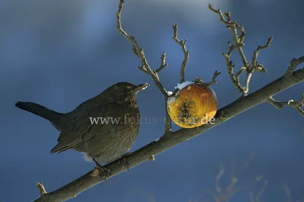Fokus-Natur Bild