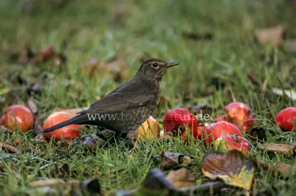 Fokus-Natur Bild