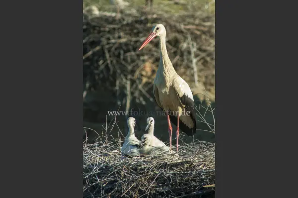 Fokus-Natur Bild