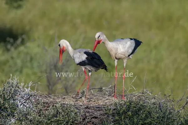 Fokus-Natur Bild