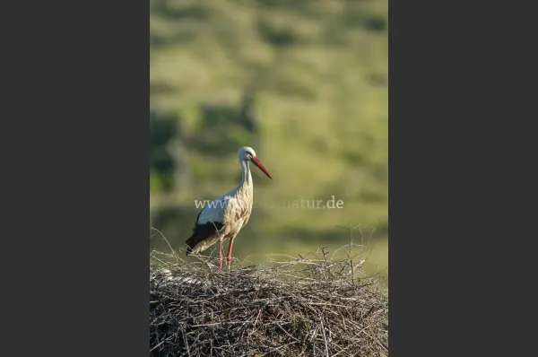 Fokus-Natur Bild