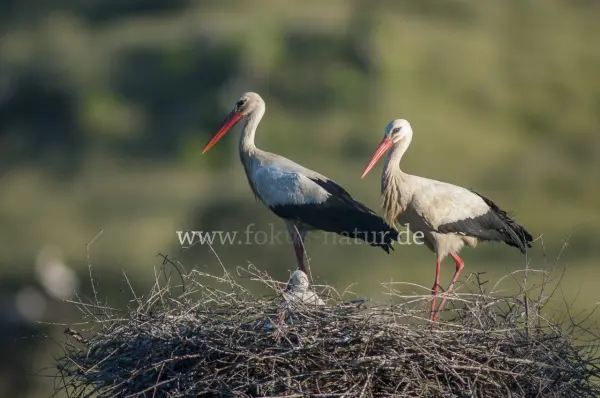 Fokus-Natur Bild