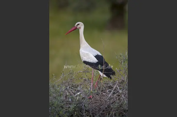 Fokus-Natur Bild