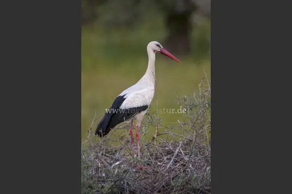 Fokus-Natur Bild