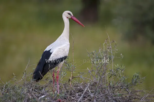 Fokus-Natur Bild