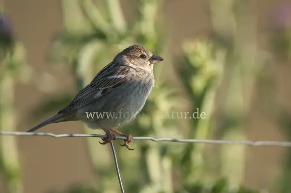 Fokus-Natur Bild